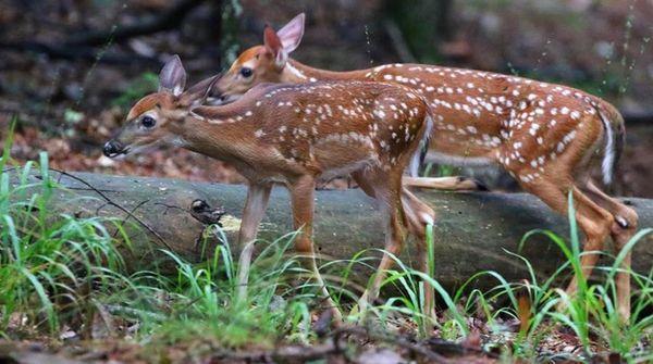 Beavers Bend Adventures - Property Management & Cabin Rentals