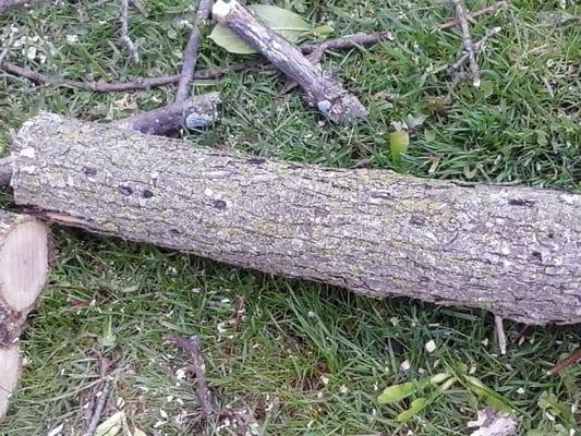 Emerald Ash Borer