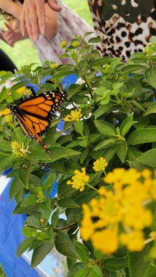 Butterfly festival