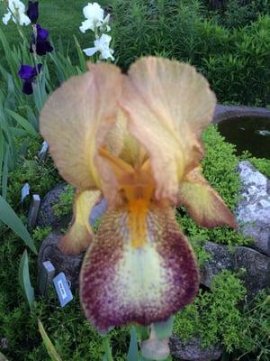 Do you know the names who lived in the area of Bennington and have an Iris named after them?