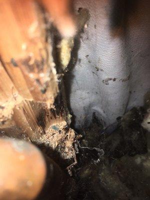 Mold, water damage and plumbing damage