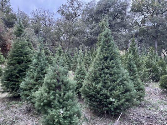 Douglas fir Christmas Trees