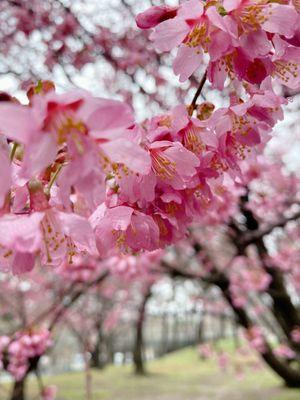 Cherry blossom season!!