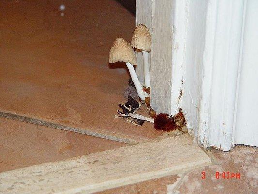 Mushrooms discovered in a home during one of our mold inspections. Don't let things go to far before calling us for help.