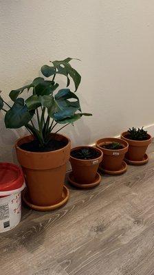 Pots and soil along with healing Monstera