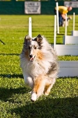 This is one of my Shelties, Patrick that Janelle took care of up to the time he passed