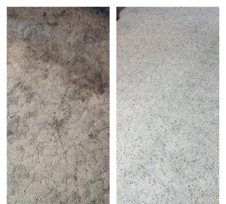 Carpet Cleaning