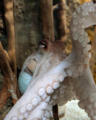 Common Octopus