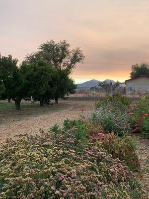 Lovely farm with Mt Diablo views