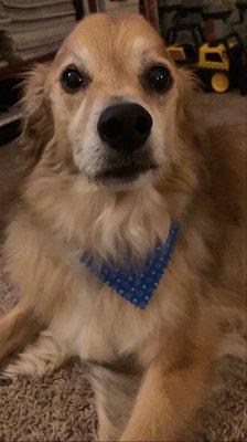 Hair cut and bath complete with a bandana