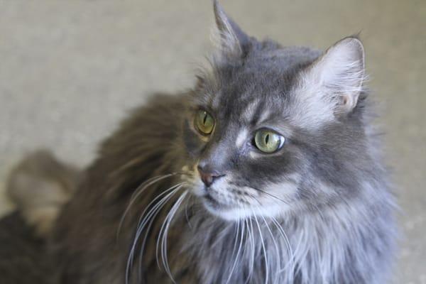 Meet Baxter our clinic cat!