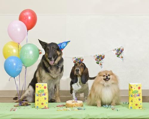 Canine Birthday Parties! 3rd Wednesday of every month.