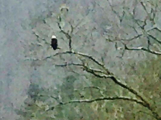 Bald eagle