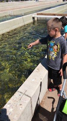 Went with my son for a field trip and he loved feeding the fish. I will definitely be taking him again. Even my 1yr old loved it!