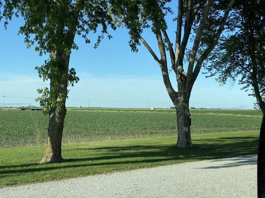 Beautiful cornfields bordering the property