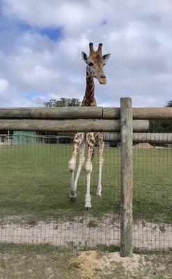 Giraffe from driving tour