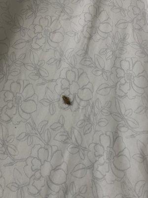 Roach in my bed. I wake up to it crawling on me. I killed it!!!