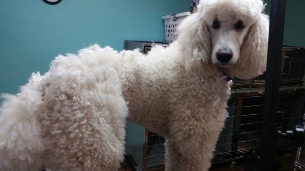 Standard Poodle being roughed in for a Lamb Clip.