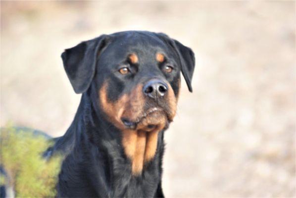 Colorado River Animal Medical Center