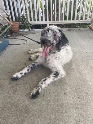 Oliver the Dalmadoodle before grooming