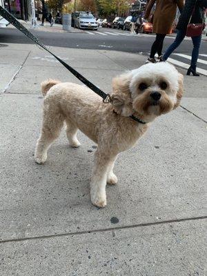 My cavapoo Chloe after her Full Dog Groom