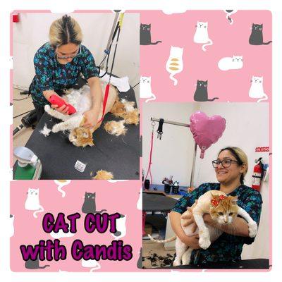 Get your cats groomed with Candis. Call in for appointment as availability is limited.