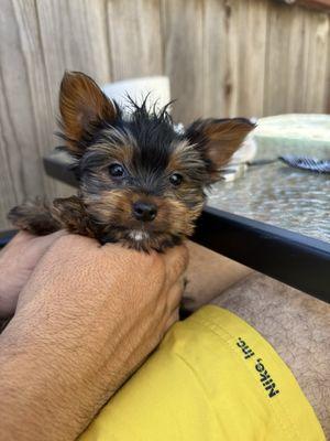 Milo the little Yorkie.