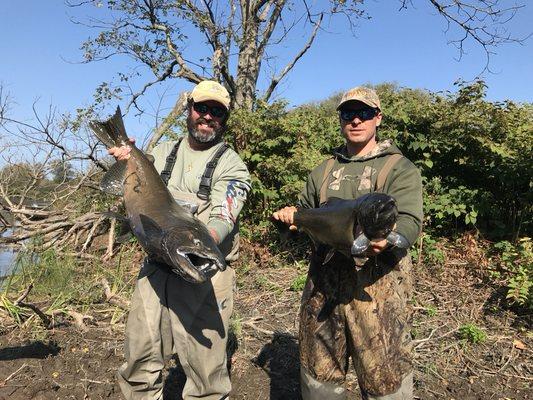 King salmon in ankle deep water? Yes please!