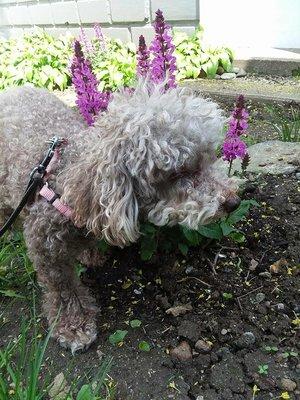 Tipetoe through the flowers!