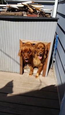 Hiding in their Doghouse after a bath. "We really don't feel like getting brushed" :)