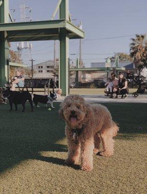 Love this dog park!