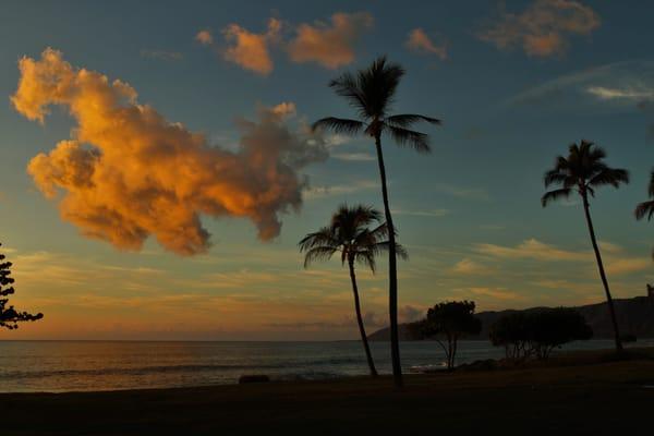 Sunset Seahorse