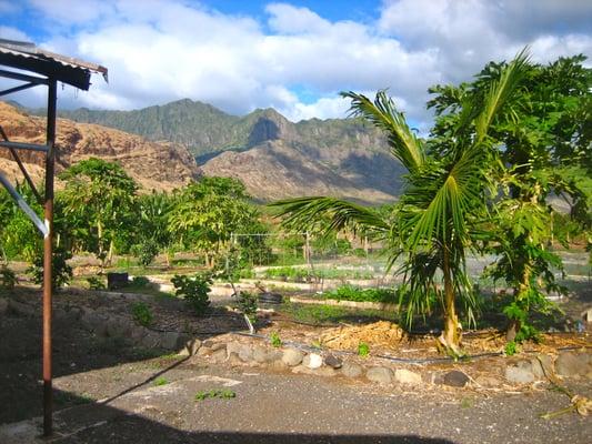 Ma'o Organic Farms