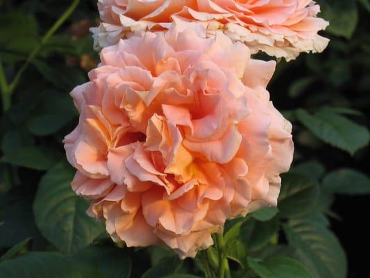 A beatufiul flower in the nursery.