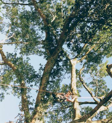 Tree removal, trust your rope and safety harness. On this hazardous removal safety is first and foremost. Slow and easy one limb at a time.