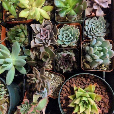 Succulents now in the shop! We have lots of other houseplants as well.