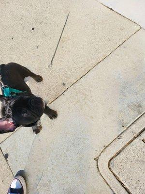 Hershey's big day walking outside on a leash for the first time...