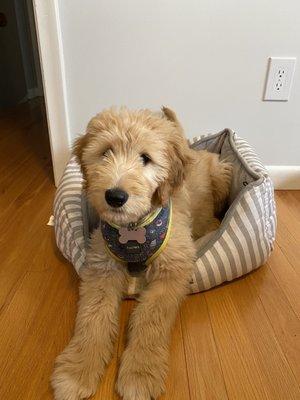 My female goldendoodle from soares farm