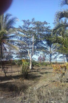 Coming soon! 58 acres of land on the coast of Punta Uva-Puerto Viejo, Limon, Costa Rica