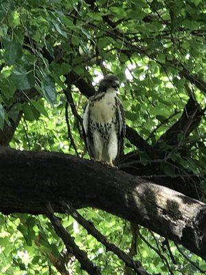 Red tail near # 4 green .