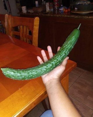 Asian cucumber