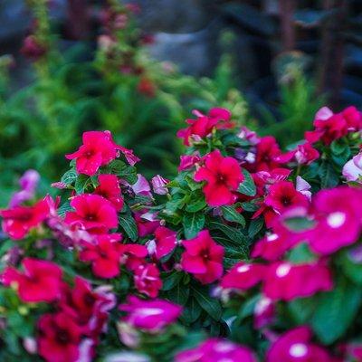 Pink Vinca blooms.