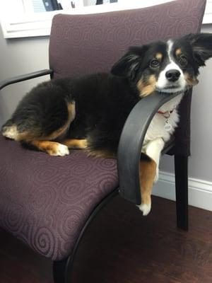 Bailey, our office mascot!