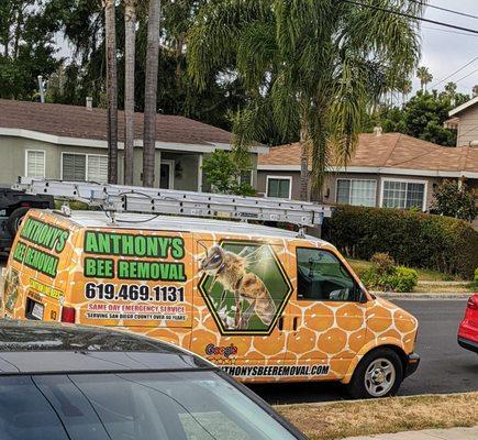 Anthony's Bee Removal Co.