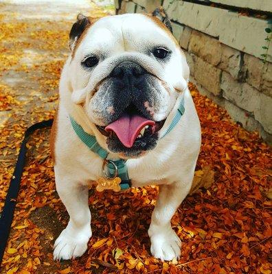 Nala enjoying a walk in the beautiful Fall leaves.