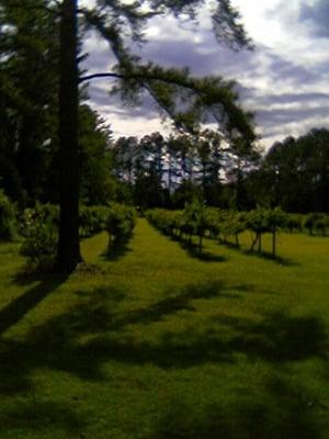 Auman Vineyards in Fayetteville, North Carolina