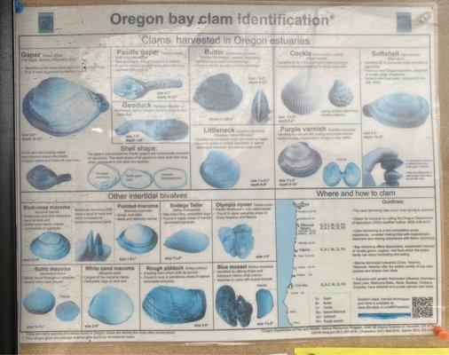 oregon Clams