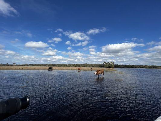 Water cow having a drink