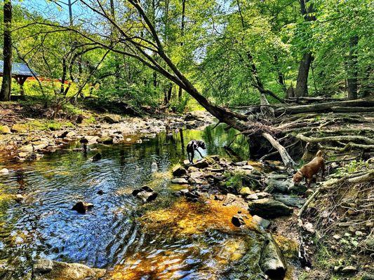 Glencarlyn Dog Park