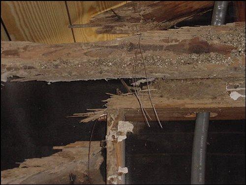 Structural damage,caused by Subterranean Termites.